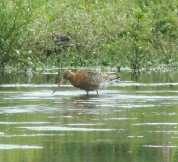 Black-tailed Godwit Black-tailed Godwit