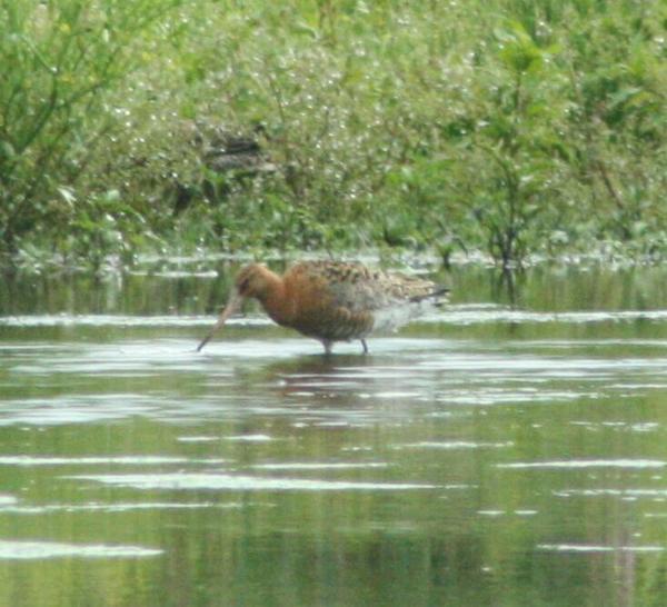 Black-tailed Godwit