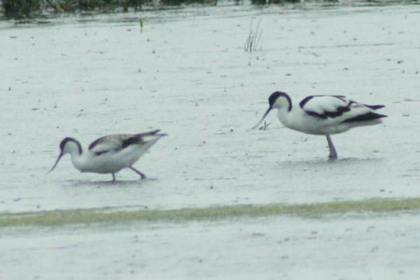 Pied Avocet Pied Avocet