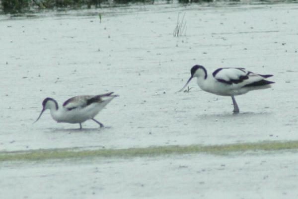 Pied Avocet