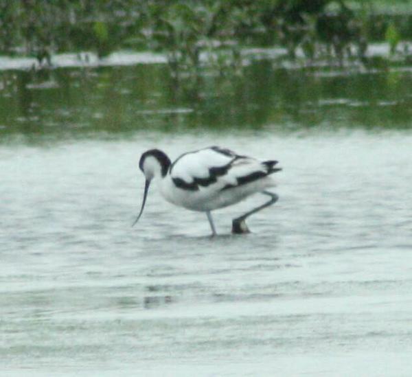 Pied Avocet