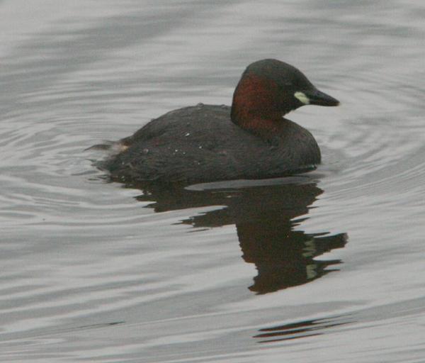 Little Grebe Little Grebe