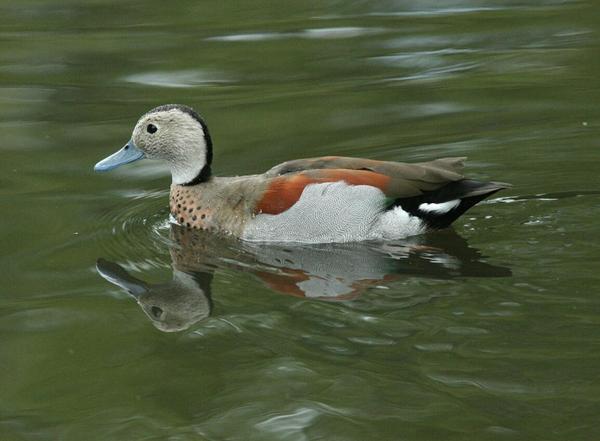 Ringed Teal