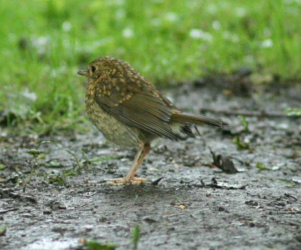European Robin European Robin
