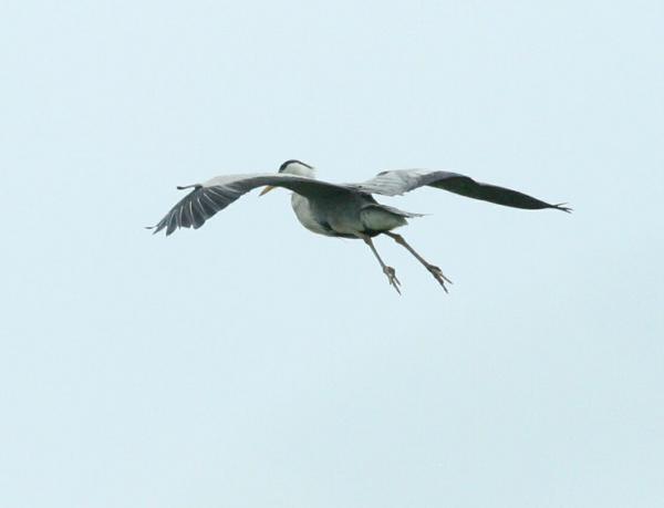 Grey Heron Grey Heron