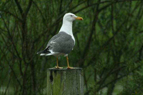 Lesser Black-backed Gull Lesser Black-backed Gull