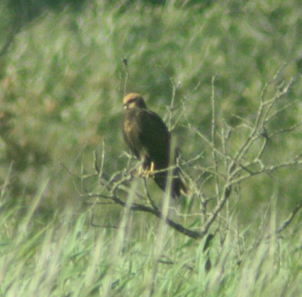 Eurasian Marsh Harrier