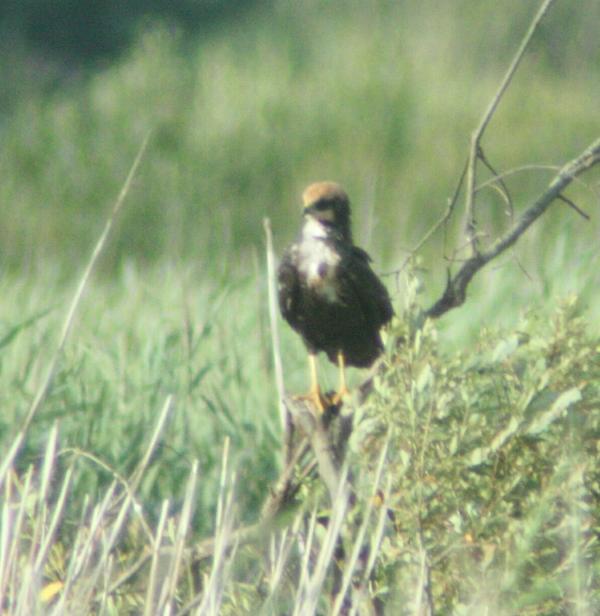 Eurasian Marsh Harrier Eurasian Marsh Harrier