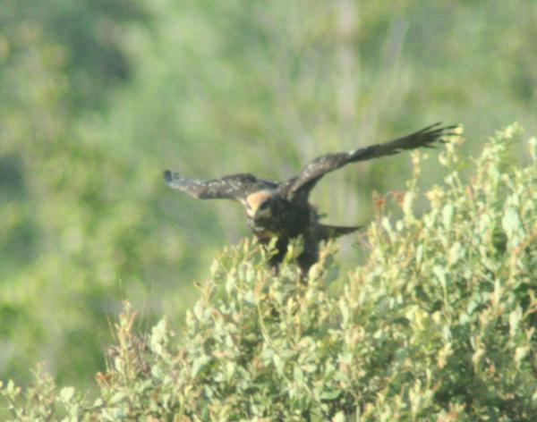 Eurasian Marsh Harrier