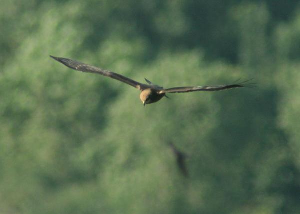 Eurasian Marsh Harrier