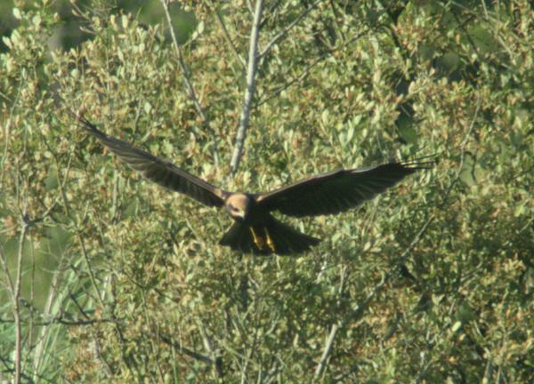 Eurasian Marsh Harrier Eurasian Marsh Harrier