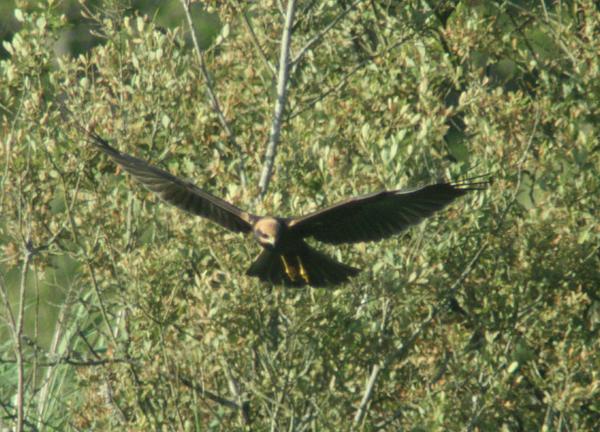 Eurasian Marsh Harrier