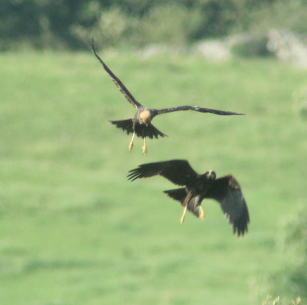 Eurasian Marsh Harrier