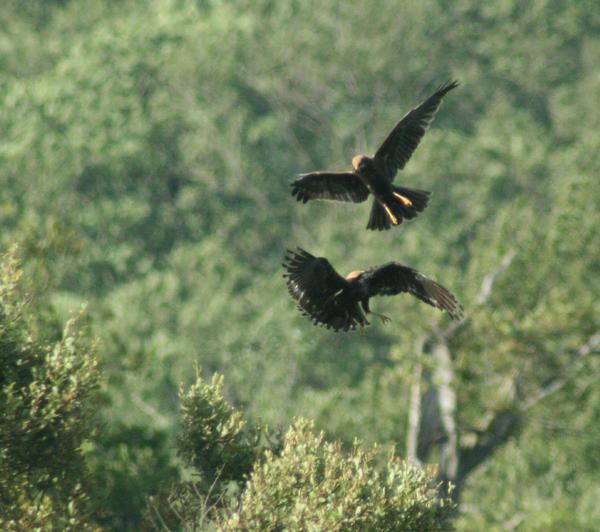 Eurasian Marsh Harrier Eurasian Marsh Harrier
