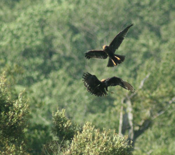 Eurasian Marsh Harrier