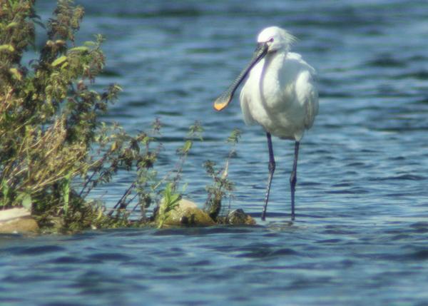 Common Spoonbill