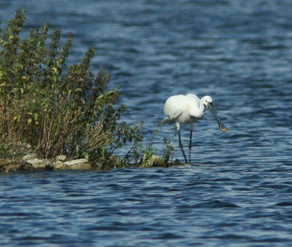 Common Spoonbill Common Spoonbill