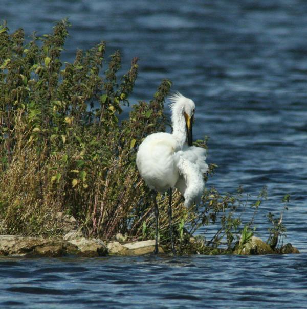 Common Spoonbill Common Spoonbill