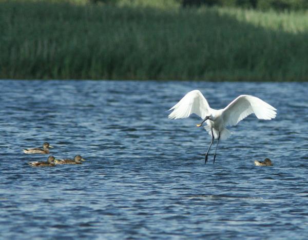 Common Spoonbill Common Spoonbill