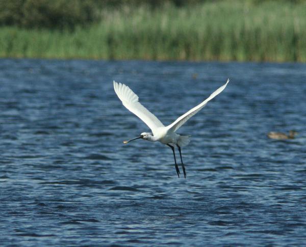 Common Spoonbill Common Spoonbill