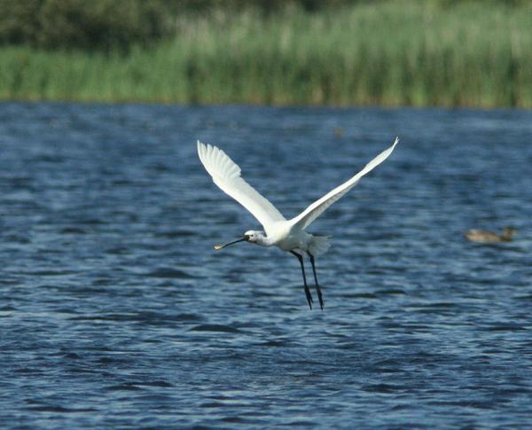 Common Spoonbill