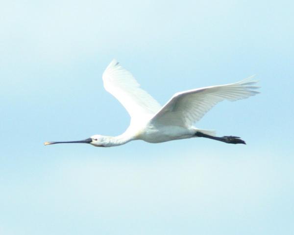 Common Spoonbill Common Spoonbill