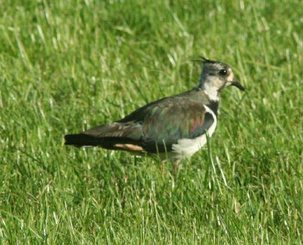 Lapwing Lapwing