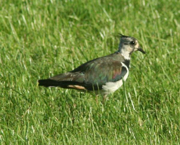 Lapwing