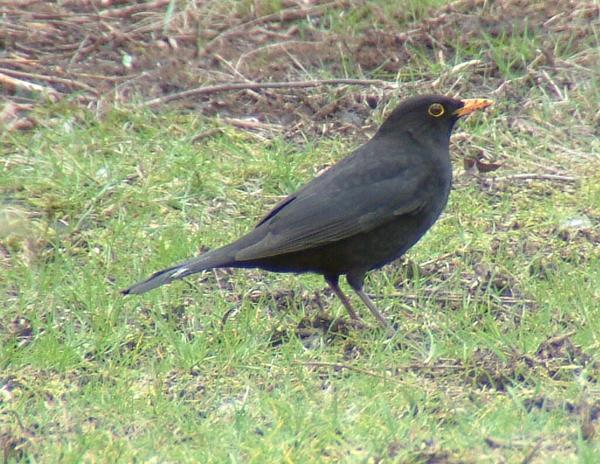 Blackbird Blackbird