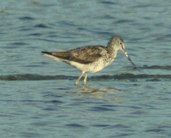 Greenshank Greenshank