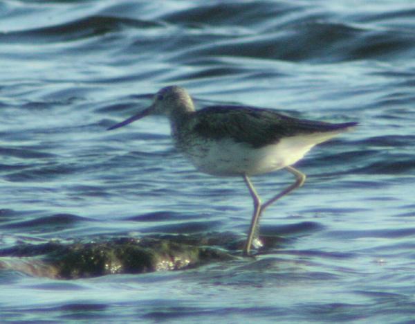 Greenshank