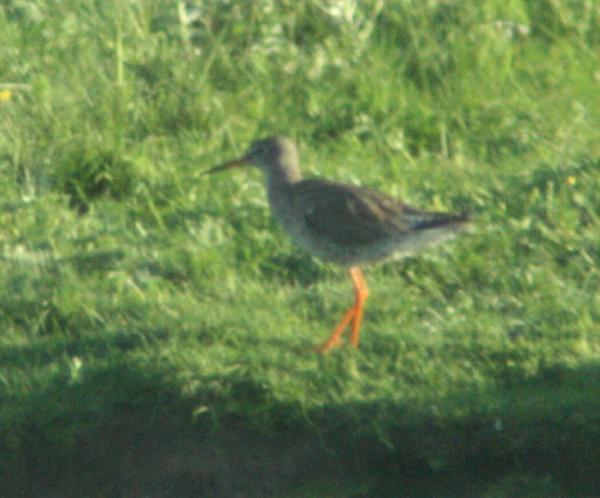 Redshank