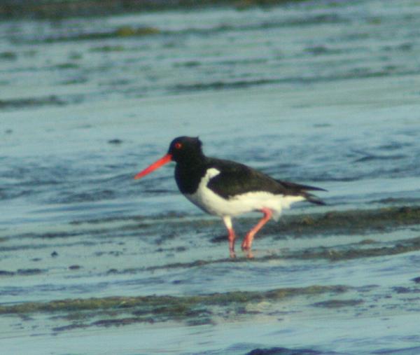 Eurasian Oystercatcher