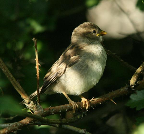 House Sparrow