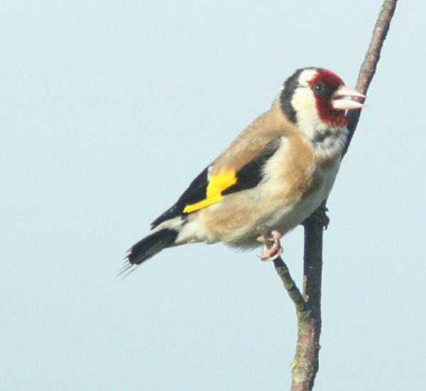 European Goldfinch European Goldfinch