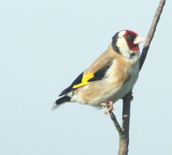 European Goldfinch European Goldfinch