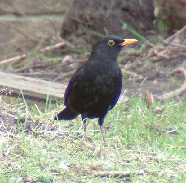 Blackbird Blackbird