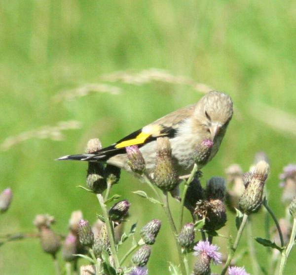 European Goldfinch European Goldfinch