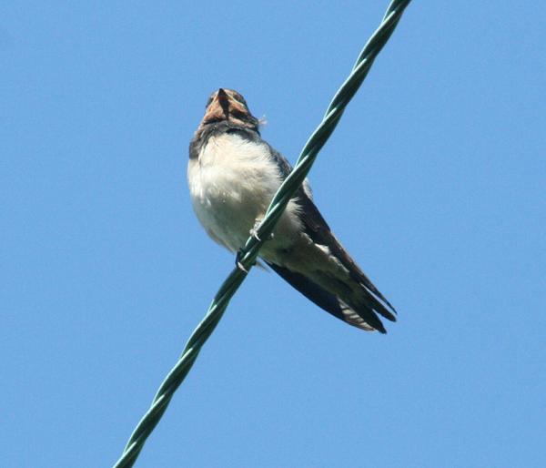 Barn Swallow Barn Swallow