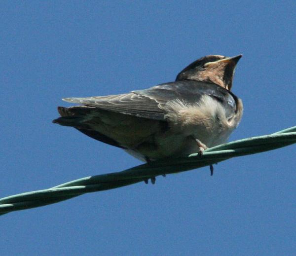 Barn Swallow Barn Swallow