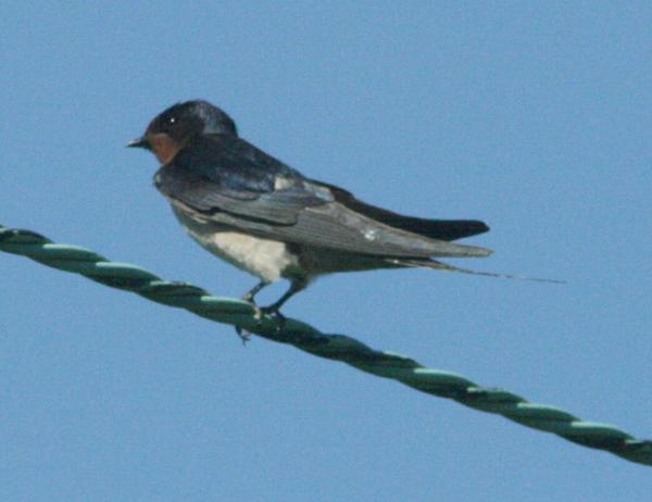 Barn Swallow Barn Swallow