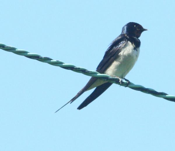 Barn Swallow