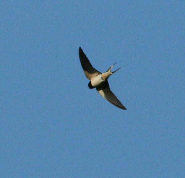 Barn Swallow Barn Swallow