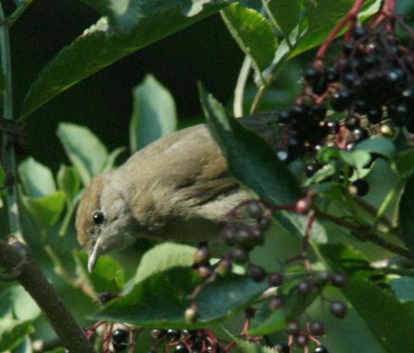Blackcap Blackcap