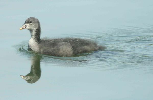 Common Coot