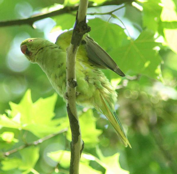 Alexandra's Parrot