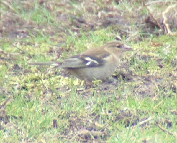 Chaffinch