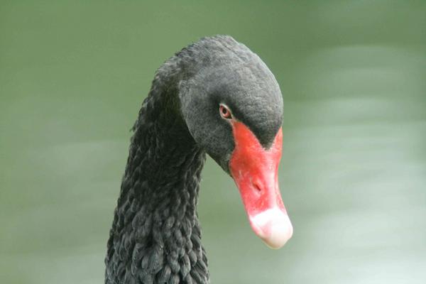 Black Swan Black Swan