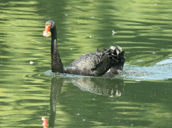 Black Swan Black Swan