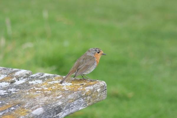 European Robin